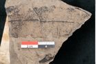 Foto (Detailansicht) von Quercus palaeoilex Ettingshausen (NHMW-GEO-2024-0188-7972)